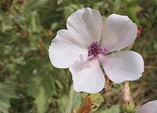 marshmallow root uses