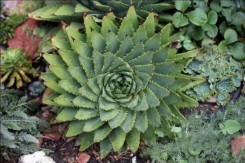 healing houseplants