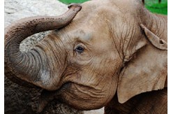 dickerson park zoo elephant