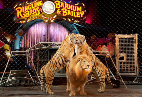 ringling brothers dragons