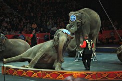 elephant in circus