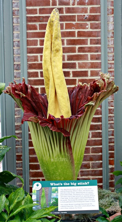 corpse flower facts