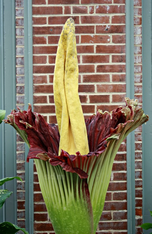 corpse flower missouri botanical gardens st louis missouri