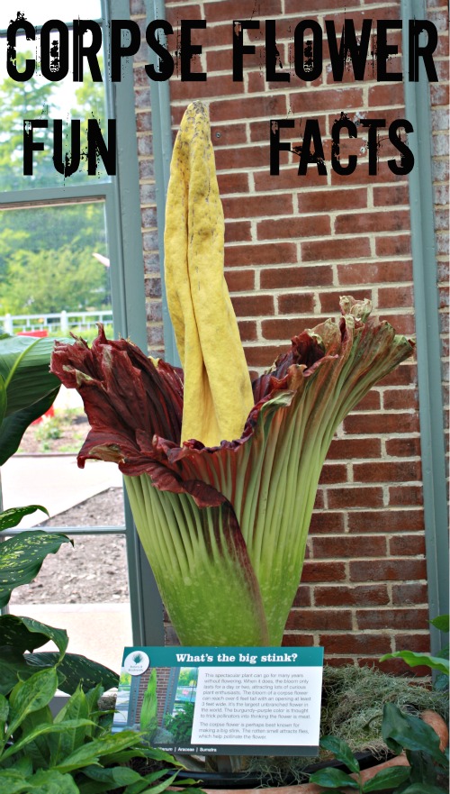 corpse flower missouri botanical gardens st louis