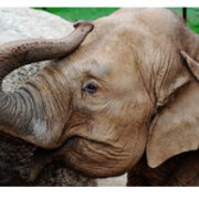 dickerson park zoo elephant