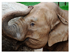 dickerson park zoo elephant