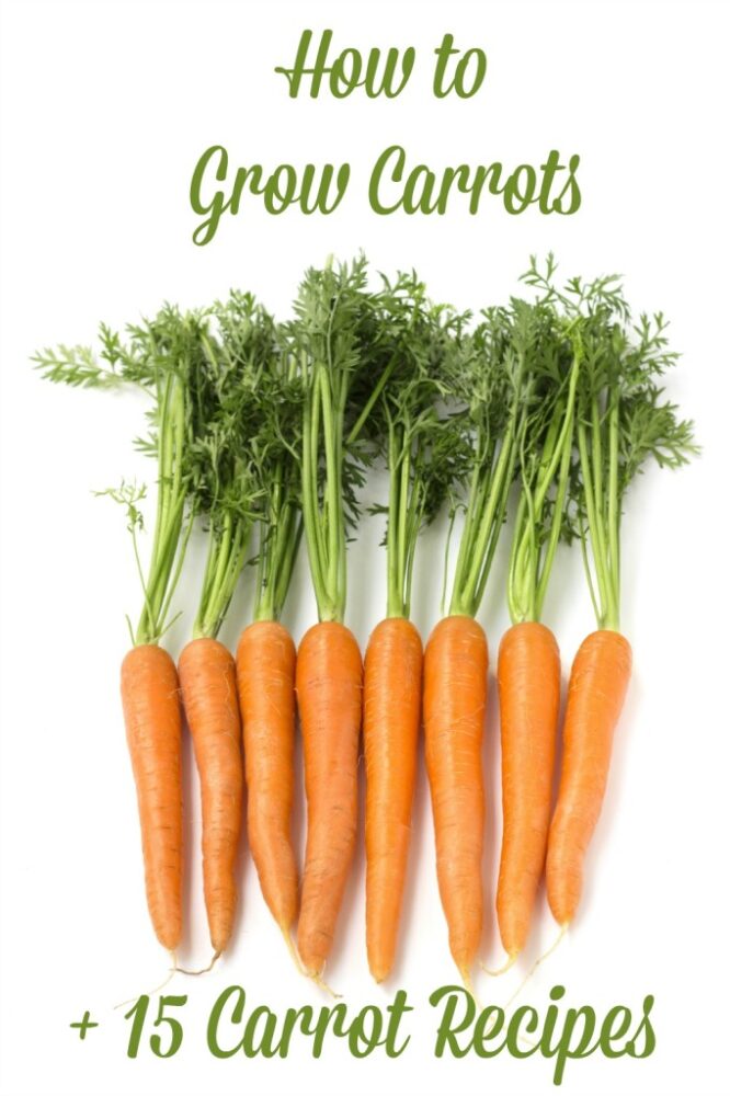 How to Grow Carrots