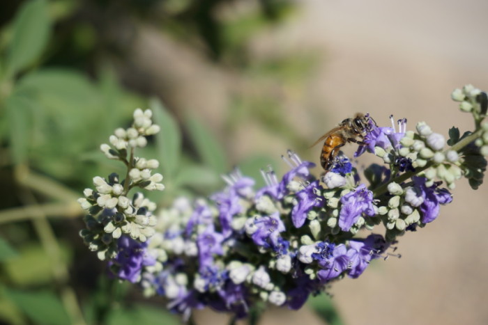 focal length for macro
