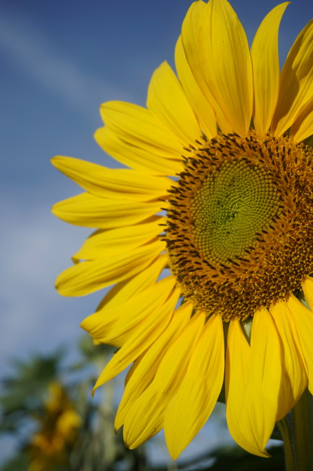 How to Take Sharper Photos