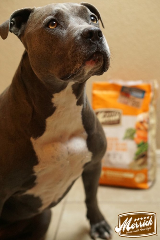 Homemade pitbull outlet treats