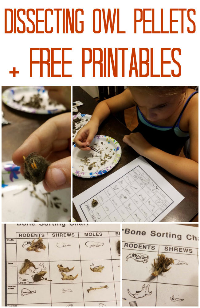 Owl Pellet Sorting Chart