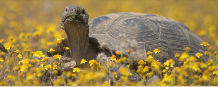 desert tortoise habitat tour