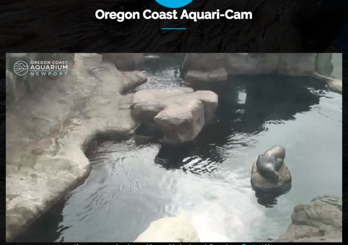 Oregon Coast Aquarium LIVE Cam