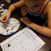 owl pellet dissection