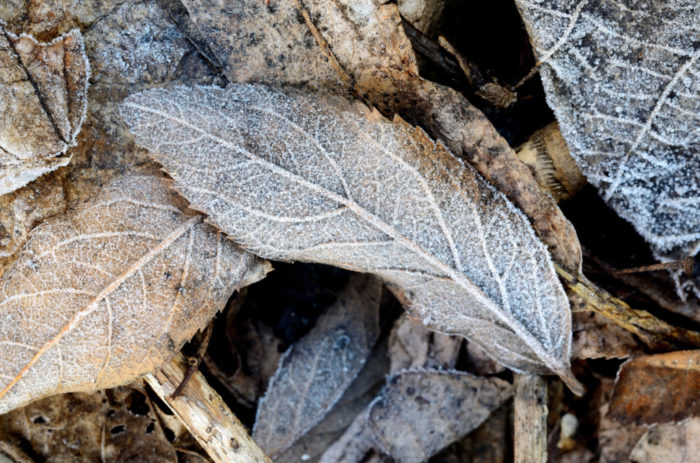 Why Do Leaves Change Color?