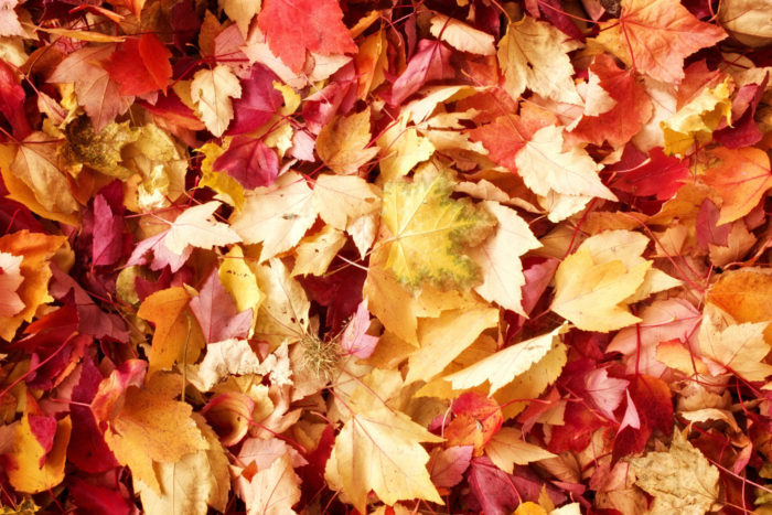 Why Do Leaves Change Color?