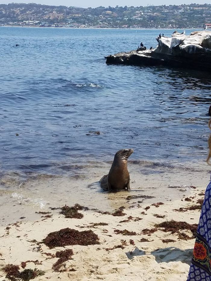 La Jolla Cove