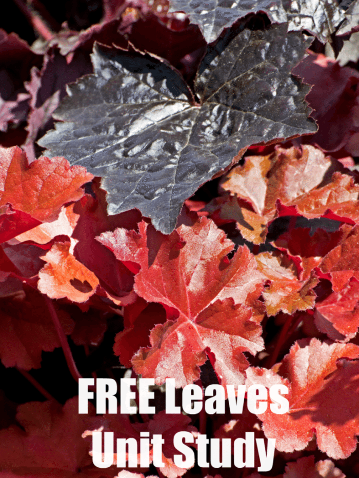 FREE Leaves Unit Study Resources