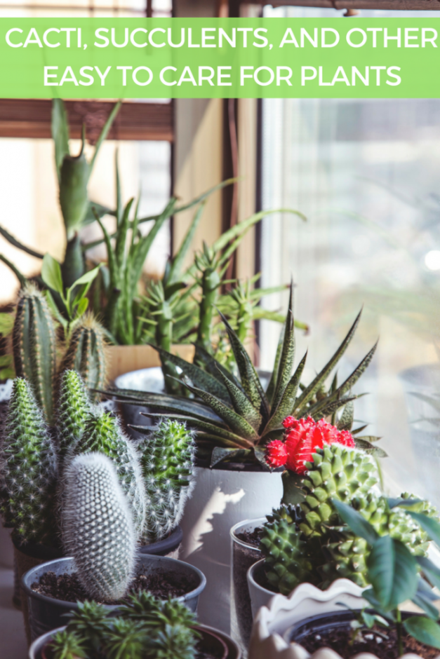 Why I Love Cacti, Succulents and other Easy to Care for Plants Slap