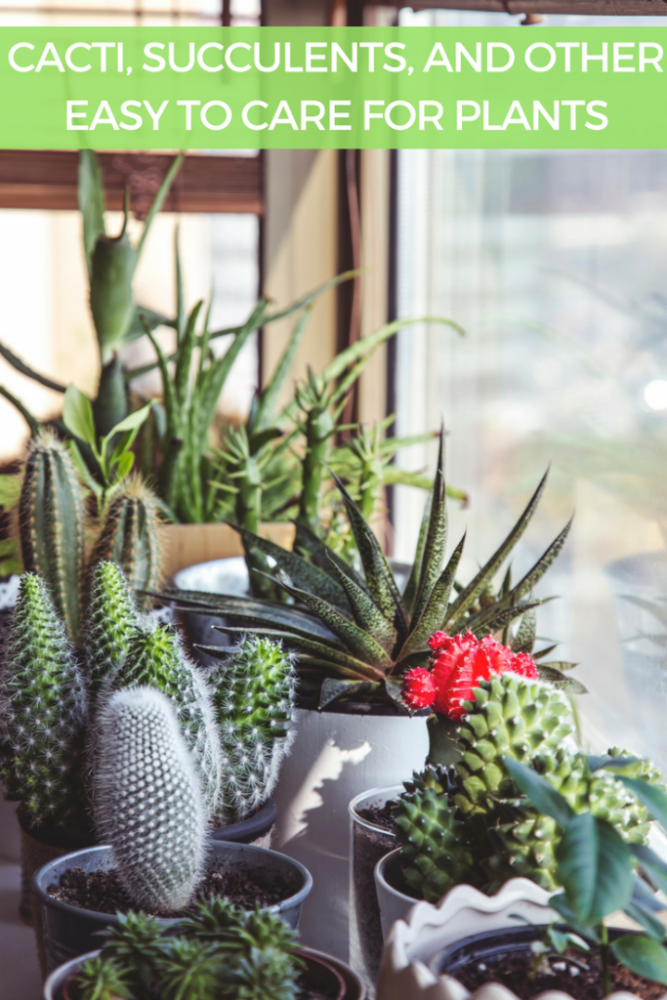 Cacti, Succulents and other Easy to Care for Plants