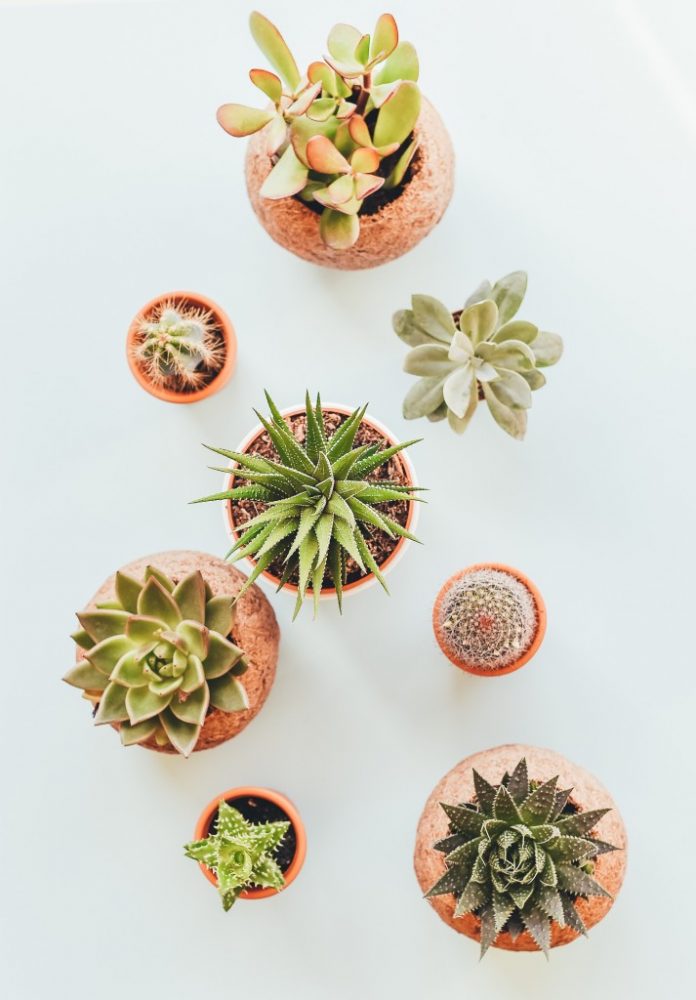 Cacti, Succulents and other Easy to Care for Plants