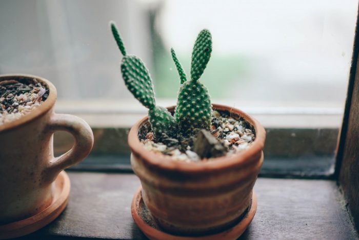 Cacti, Succulents and other Easy to Care for Plants