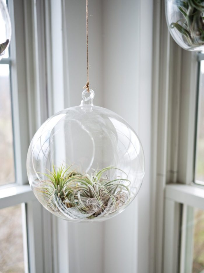 Air Plants