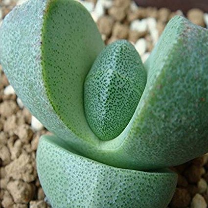 split rock succulent