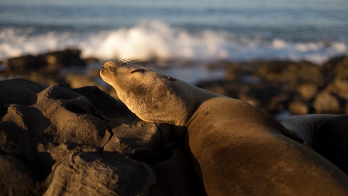 Things to do in La Jolla