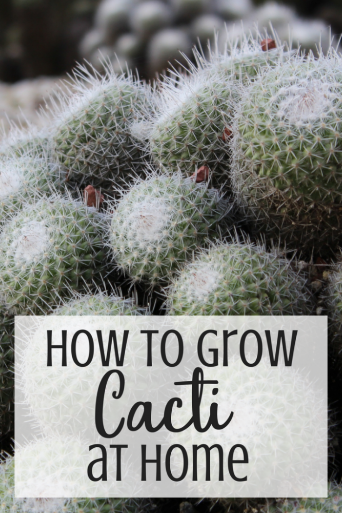 How to Care for Cacti