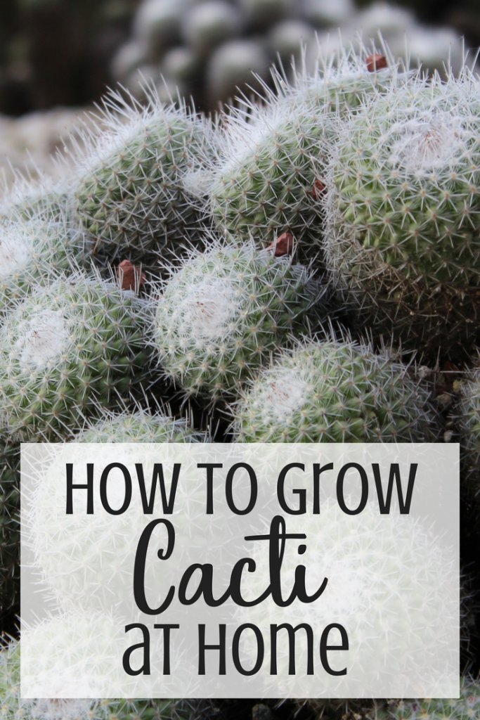 How to Care for Cacti Slap Dash Mom