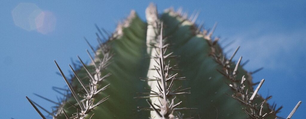 How to Care for Cacti