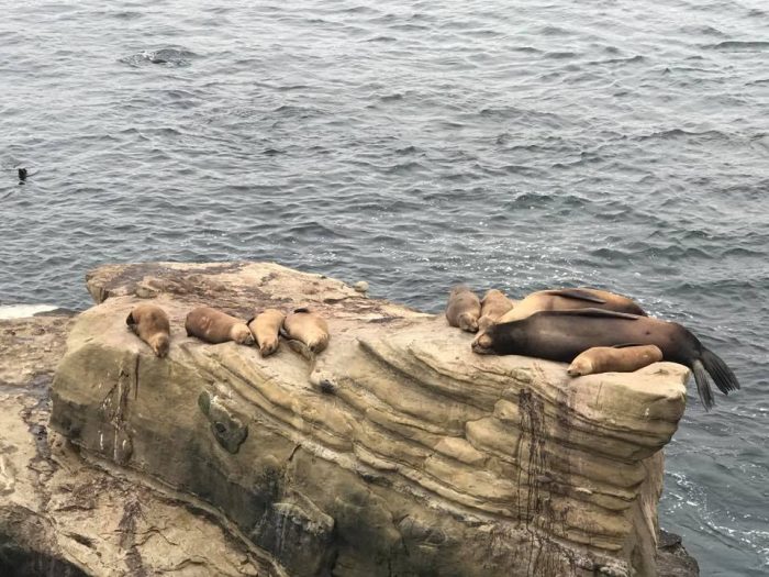 la jolla cove sea lions