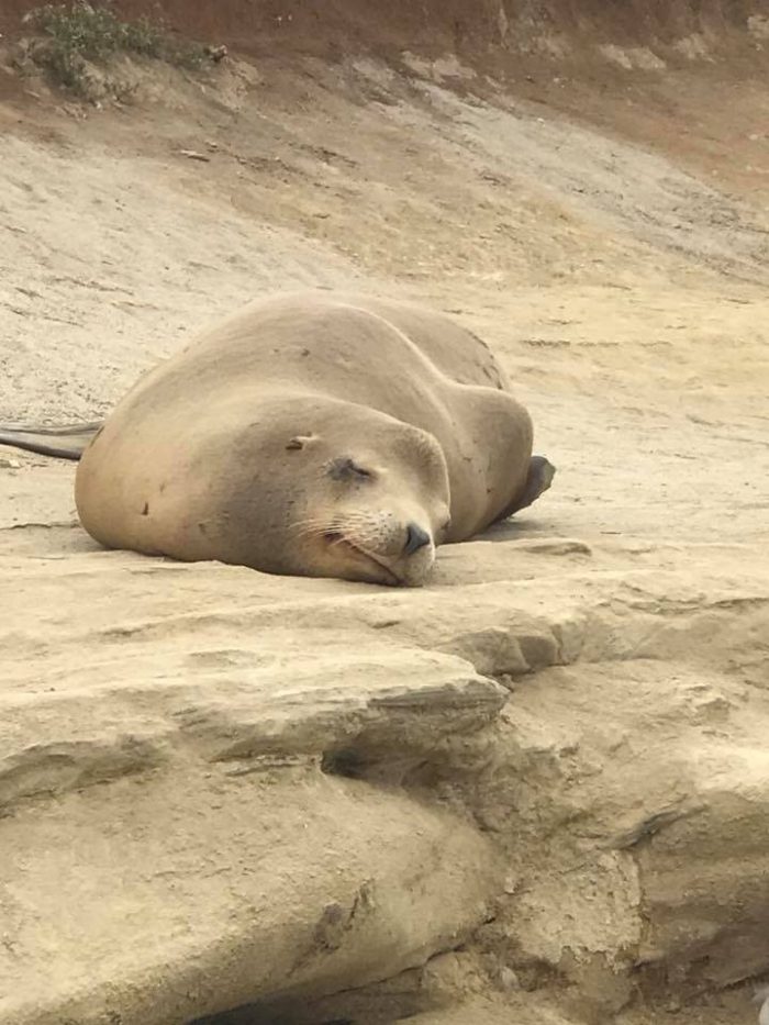 la jolla sea lions