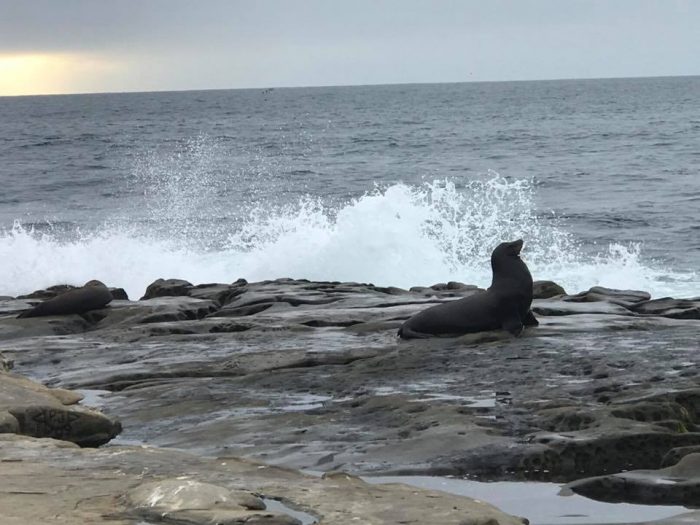 la jolla seals