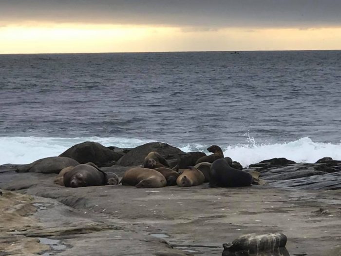 la jolla seals