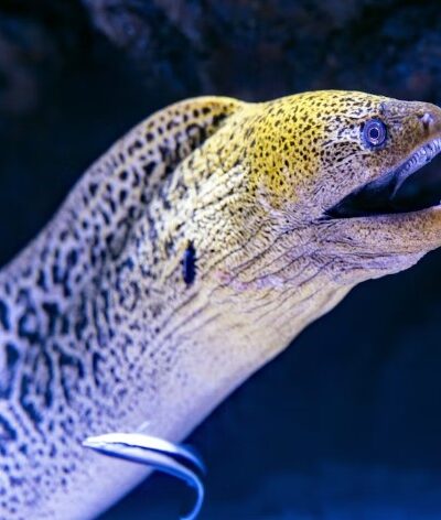 11 Interesting Facts About Eels