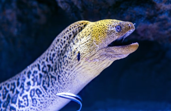 11 Interesting Things You Didn’t Know About Eels
