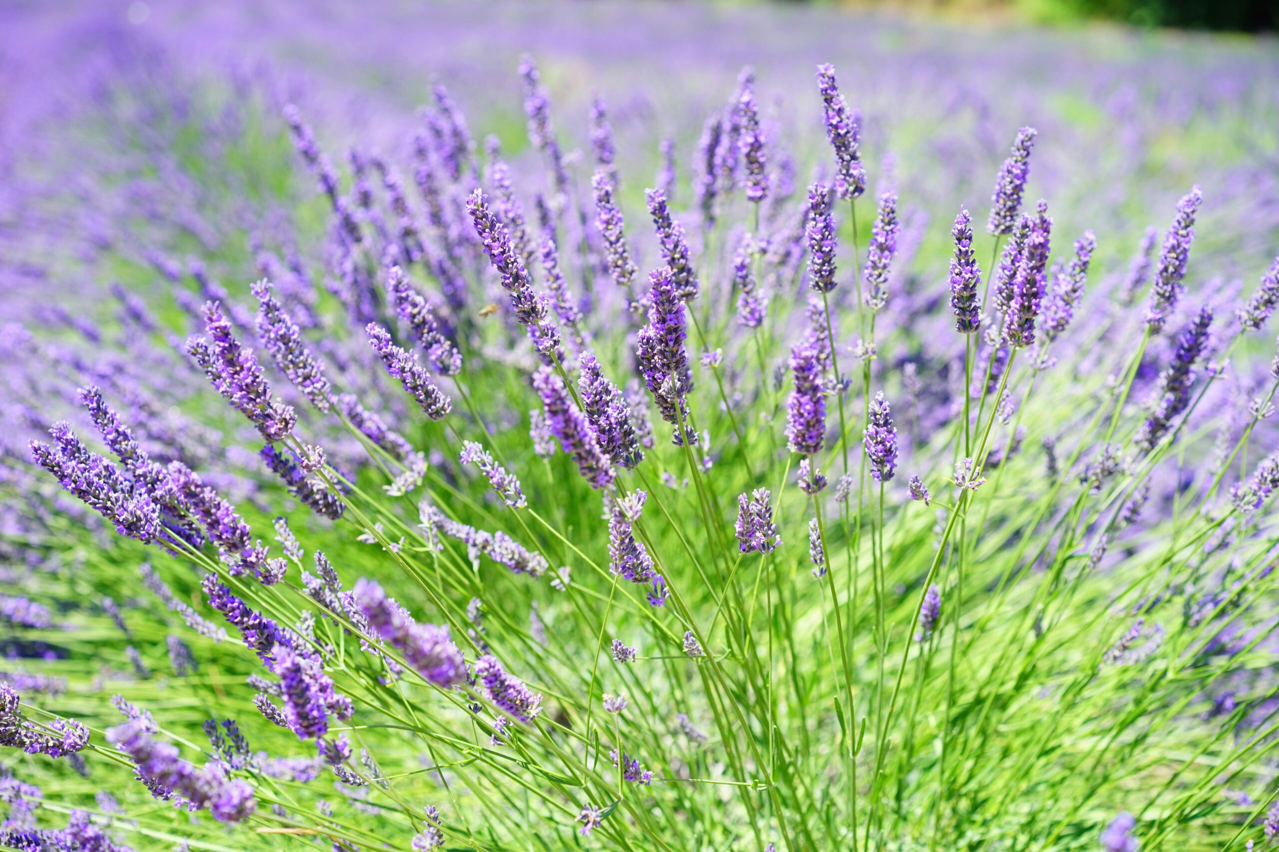 6 Ethical Considerations in the Global Herb Harvesting, Manufacturing, and Trade